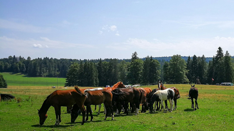 Força e herança — Aldo Vendramin destaca o valor do manejo funcional na preservação da raça crioula.