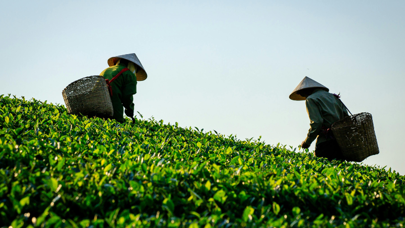 Produtividade com propósito — Fabio Jose Gentil Pereira Rosa valoriza o trabalho do agricultor que impulsiona o desenvolvimento sustentável maranhense.