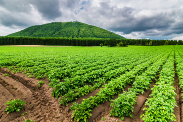 João Eustáquio De Almeida Junior analisa como a inovação na agricultura está transformando o campo e garantindo competitividade no cenário atual.